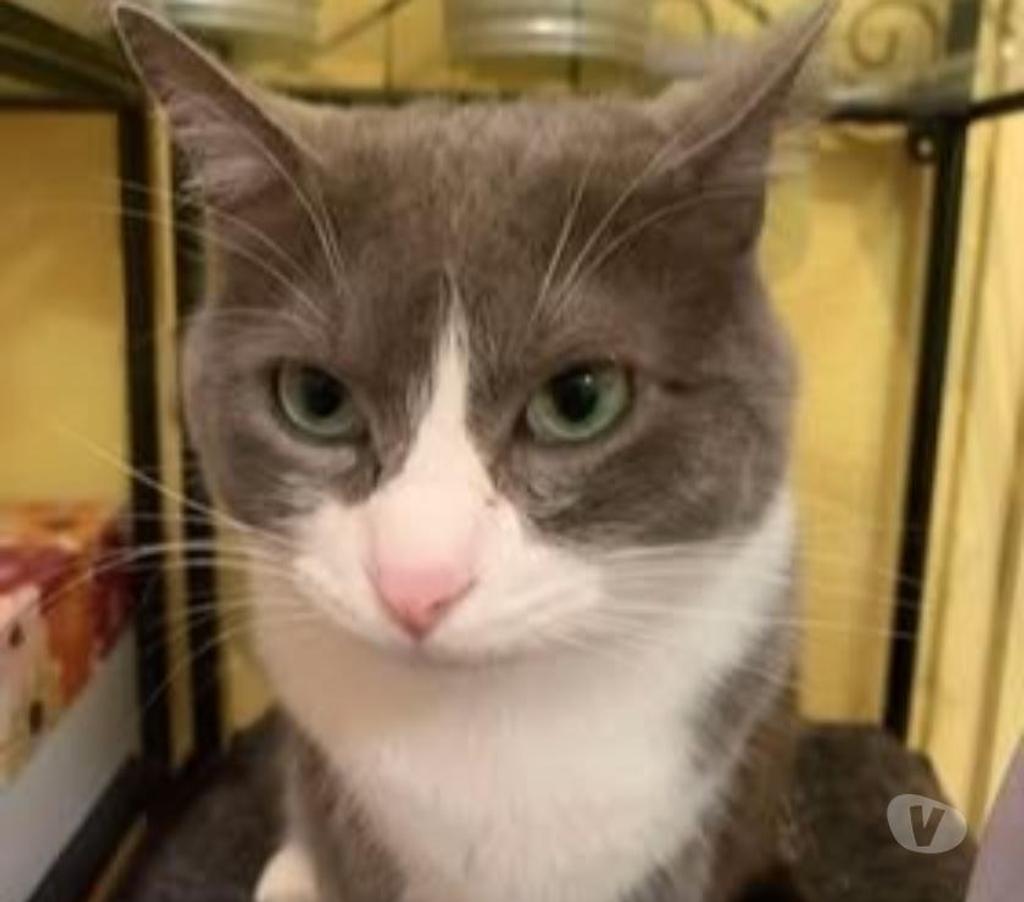 Don animaux Drôme Chanos Curson - 26600 - Photos Vivastreet Chat MAYA à l adoption