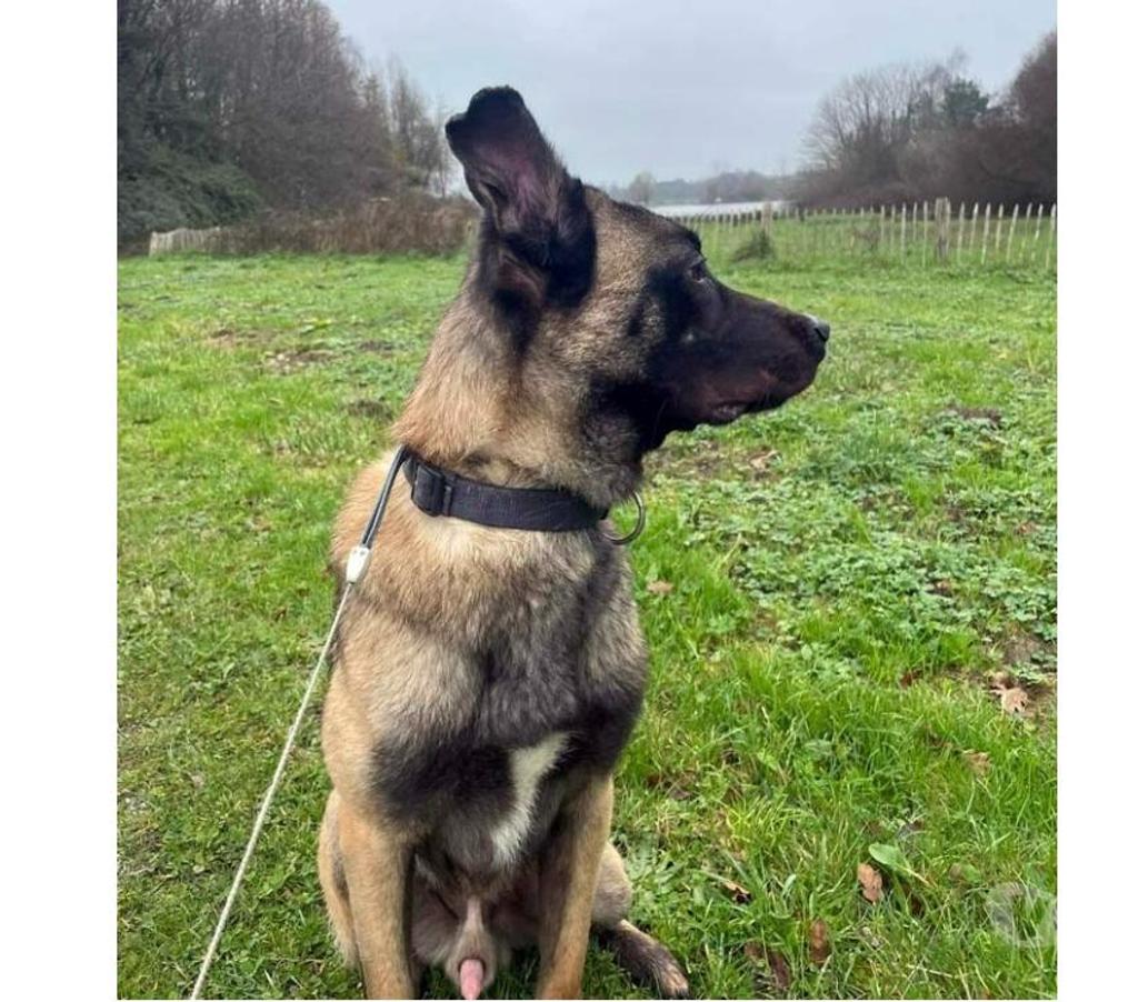 Vente Loire-Atlantique Lusanger - 44590 - Photos Vivastreet ZEUS, magnifique Malinois à adopter