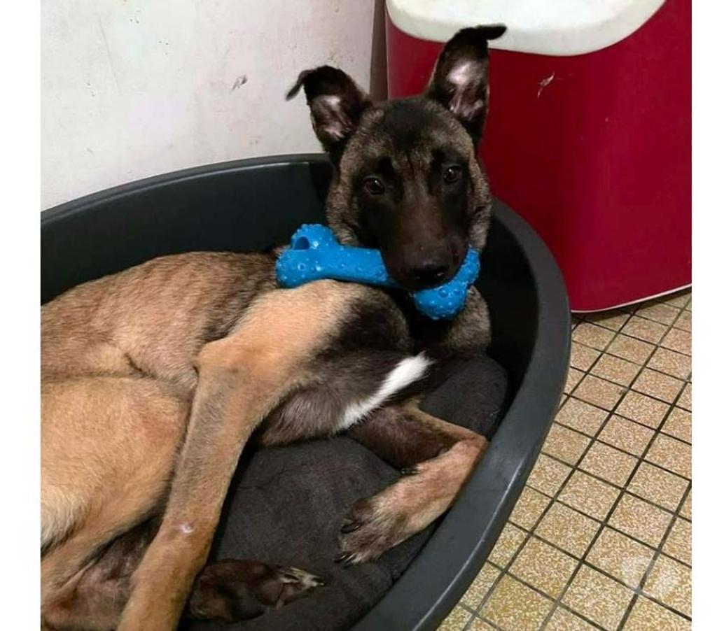 Vente Loire-Atlantique Lusanger - 44590 - Photos Vivastreet ZEUS, magnifique Malinois à adopter