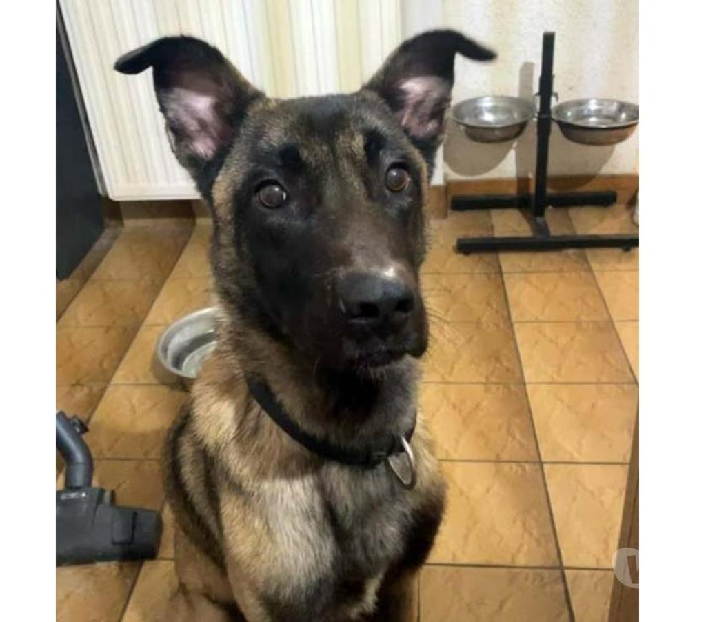Vente Loire-Atlantique Lusanger - 44590 - Photos Vivastreet ZEUS, magnifique Malinois à adopter