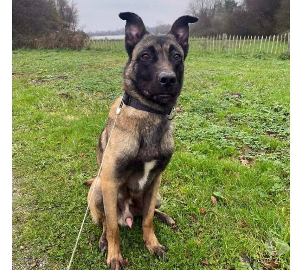 Vente Loire-Atlantique Lusanger - 44590 - Photos Vivastreet ZEUS, magnifique Malinois à adopter