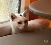 SIMBA, gentil chat blanc et noir à adopter