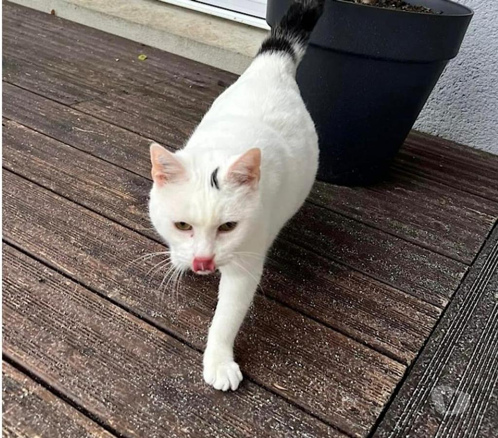 Vente Cher Levet - 18340 - Photos Vivastreet SIMBA, gentil chat blanc et noir à adopter