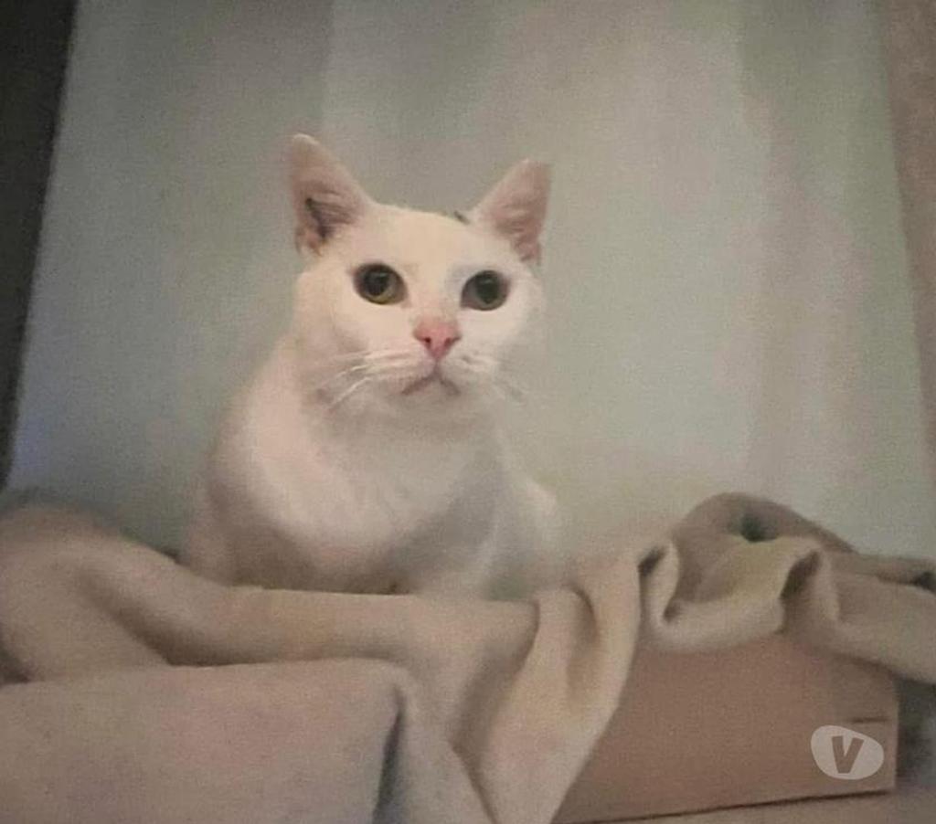 Vente Cher Levet - 18340 - Photos Vivastreet SIMBA, gentil chat blanc et noir à adopter