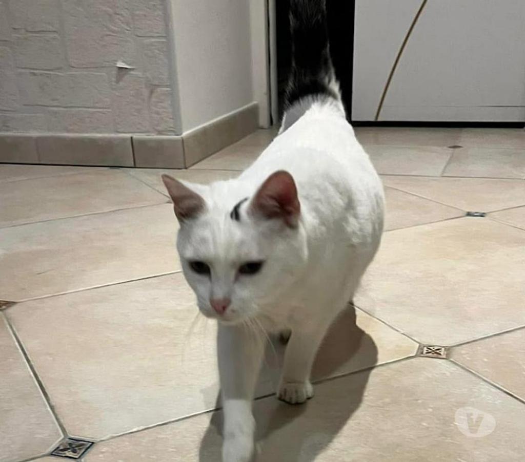 Vente Cher Levet - 18340 - Photos Vivastreet SIMBA, gentil chat blanc et noir à adopter