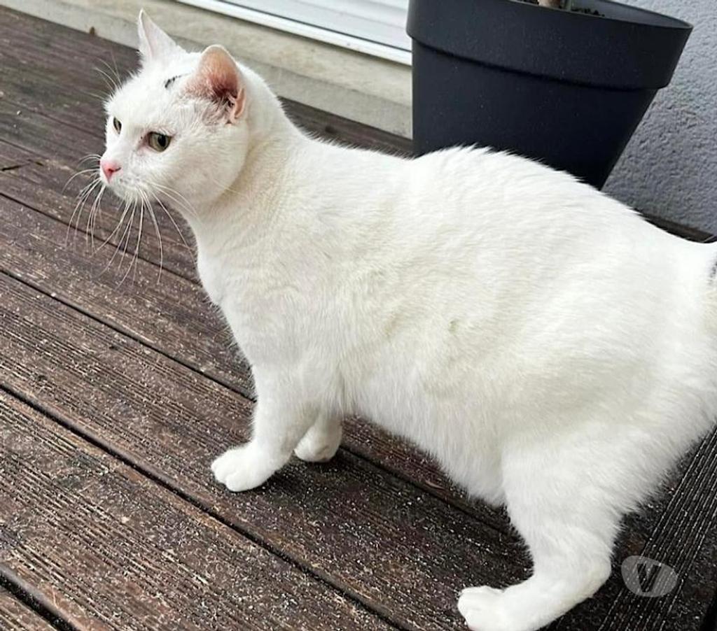 Vente Cher Levet - 18340 - Photos Vivastreet SIMBA, gentil chat blanc et noir à adopter