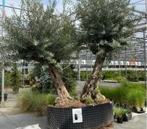 Photos Vivastreet Gros oliviers au jardin du lavoir à partir de 50 euros