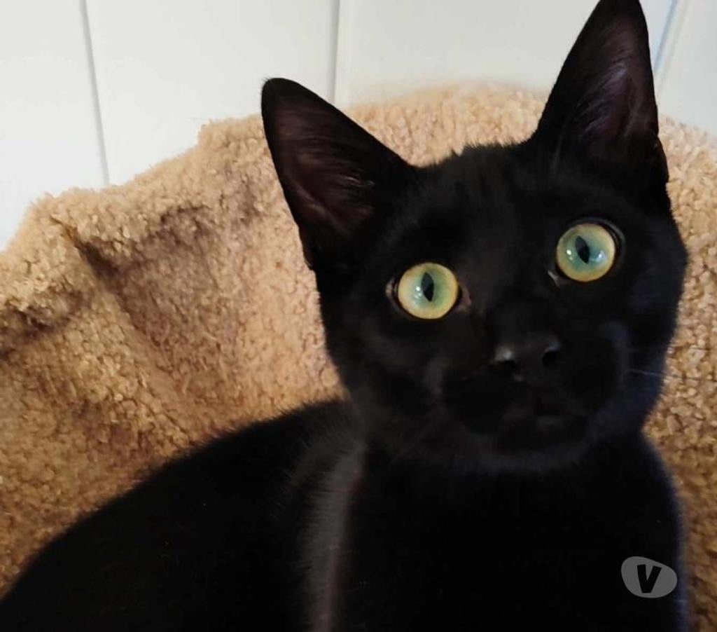 Don animaux Eure Beaumont le Roger - 27170 - Photos Vivastreet TOKYO 1 an 3 pattes à adopter