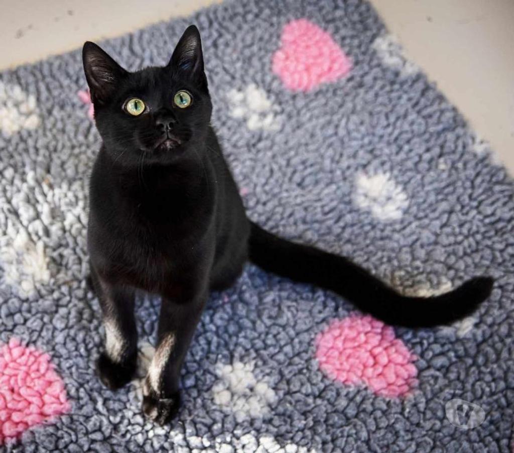 Don animaux Eure Beaumont le Roger - 27170 - Photos Vivastreet TOKYO 1 an 3 pattes à adopter