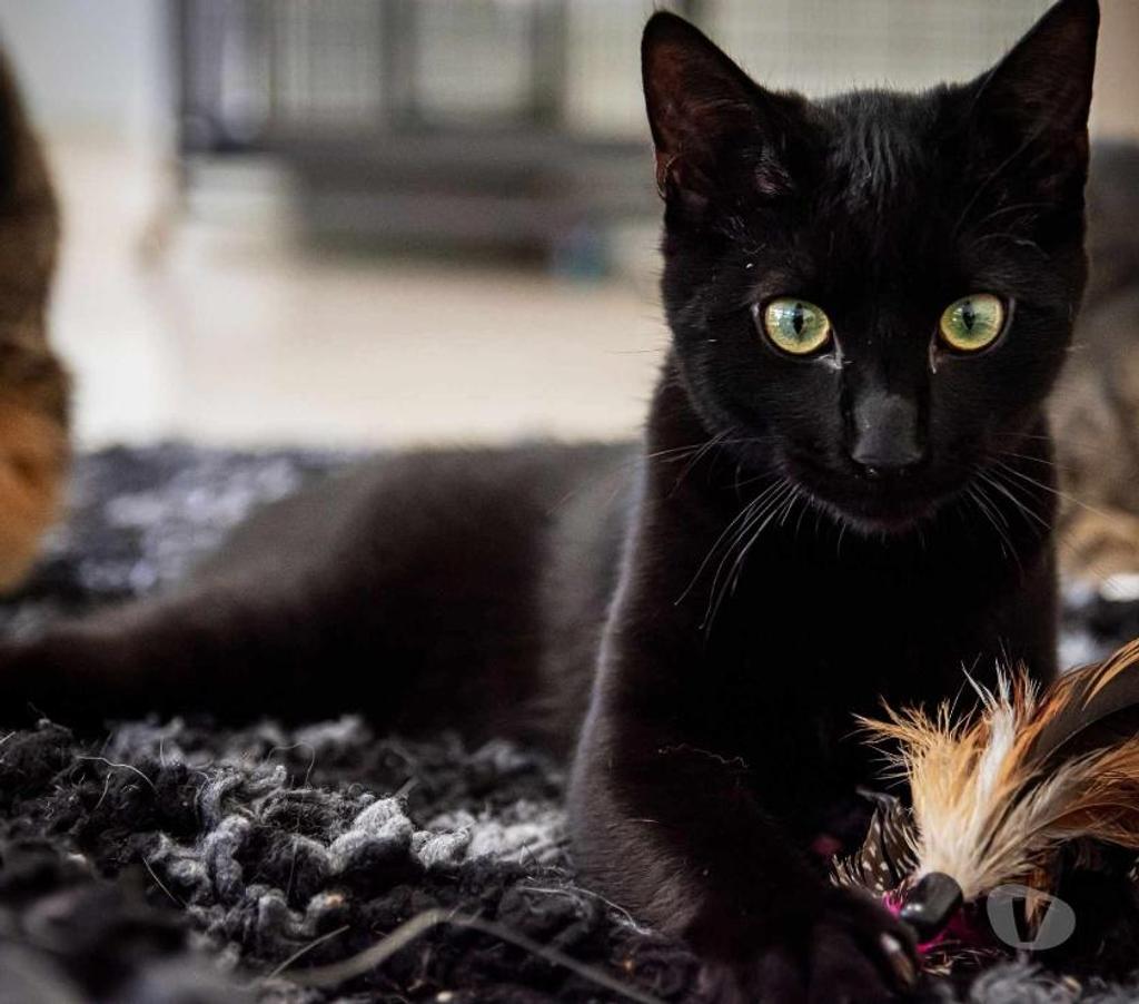 Don animaux Eure Beaumont le Roger - 27170 - Photos Vivastreet TOKYO 1 an 3 pattes à adopter