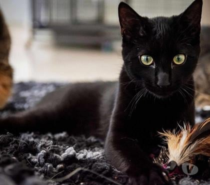 Don animaux Beaumont le Roger Eure - Photos Vivastreet TOKYO 1 an 3 pattes à adopter
