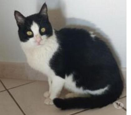 Adoption animaux Pierrelatte Drôme - Photos Vivastreet RAMSES chat FIV à l'adoption né en 2016