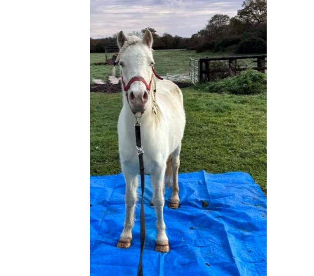 Vente Loire-Atlantique Heric - 44810 - Photos Vivastreet GIPSY, magnifique ponette ONC crème à adopter