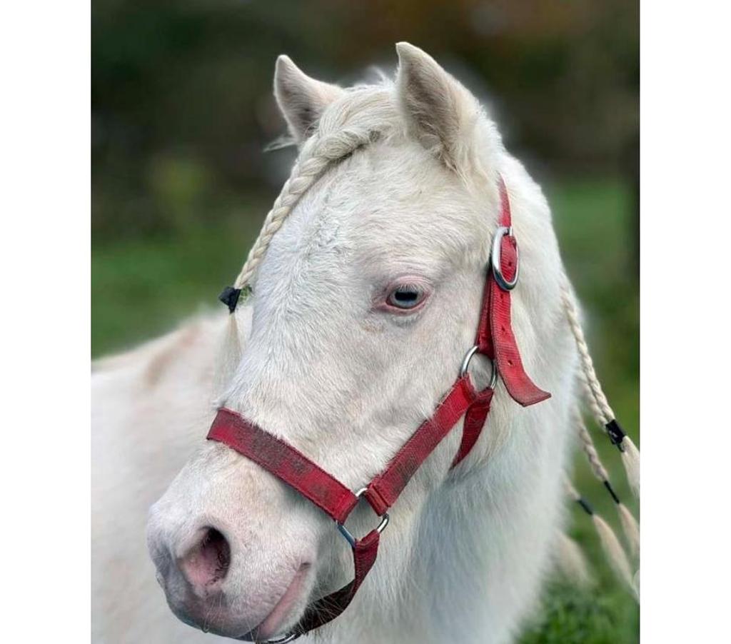 Vente Loire-Atlantique Heric - 44810 - Photos Vivastreet GIPSY, magnifique ponette ONC crème à adopter