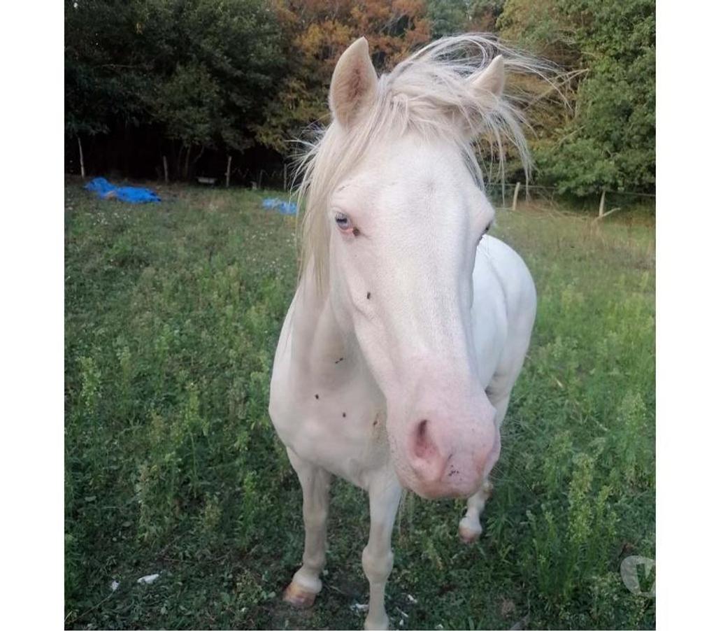 Vente Loire-Atlantique Heric - 44810 - Photos Vivastreet GIPSY, magnifique ponette ONC crème à adopter