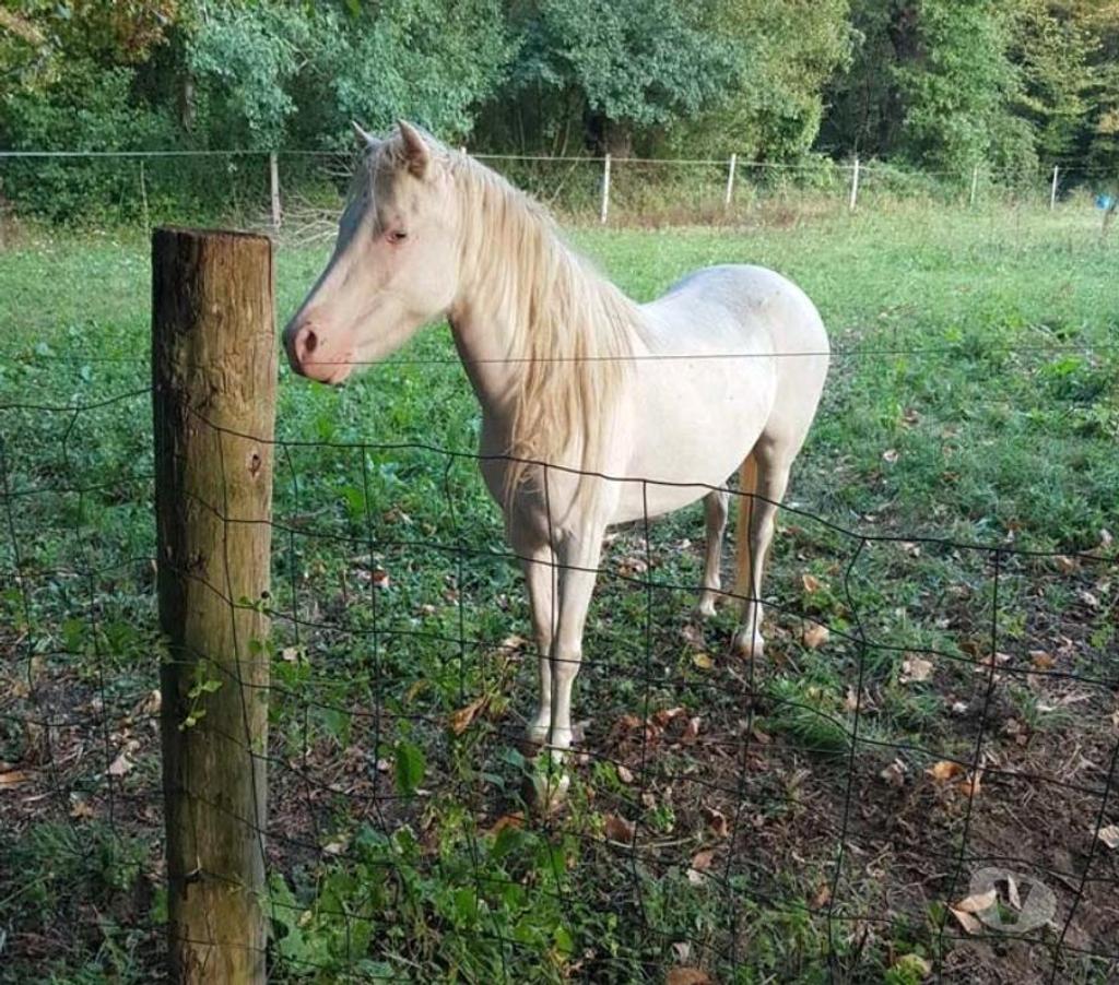 Vente Loire-Atlantique Heric - 44810 - Photos Vivastreet GIPSY, magnifique ponette ONC crème à adopter