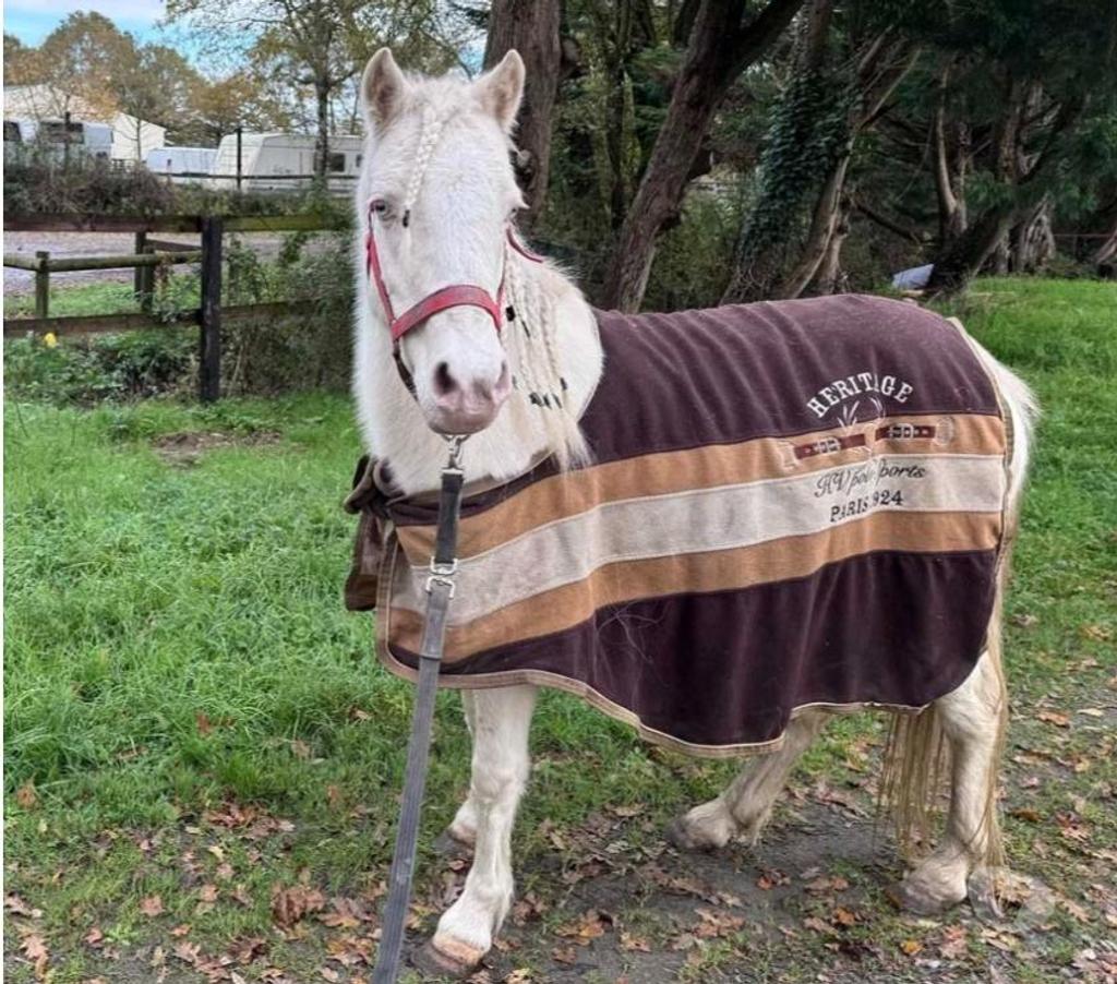 Vente Loire-Atlantique Heric - 44810 - Photos Vivastreet GIPSY, magnifique ponette ONC crème à adopter
