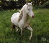 IDALGO, gentil poney ONC crème à adopter