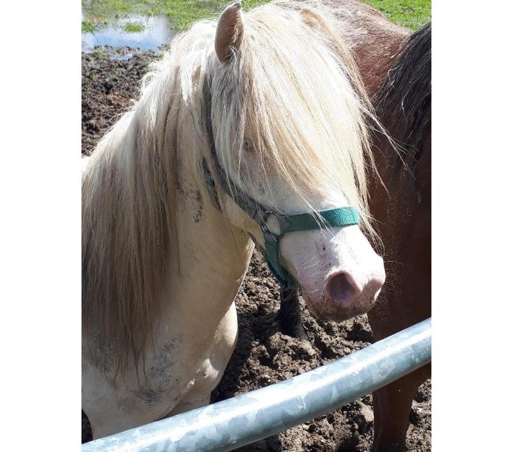 Vente Loire-Atlantique Heric - 44810 - Photos Vivastreet IDALGO, gentil poney ONC crème à adopter
