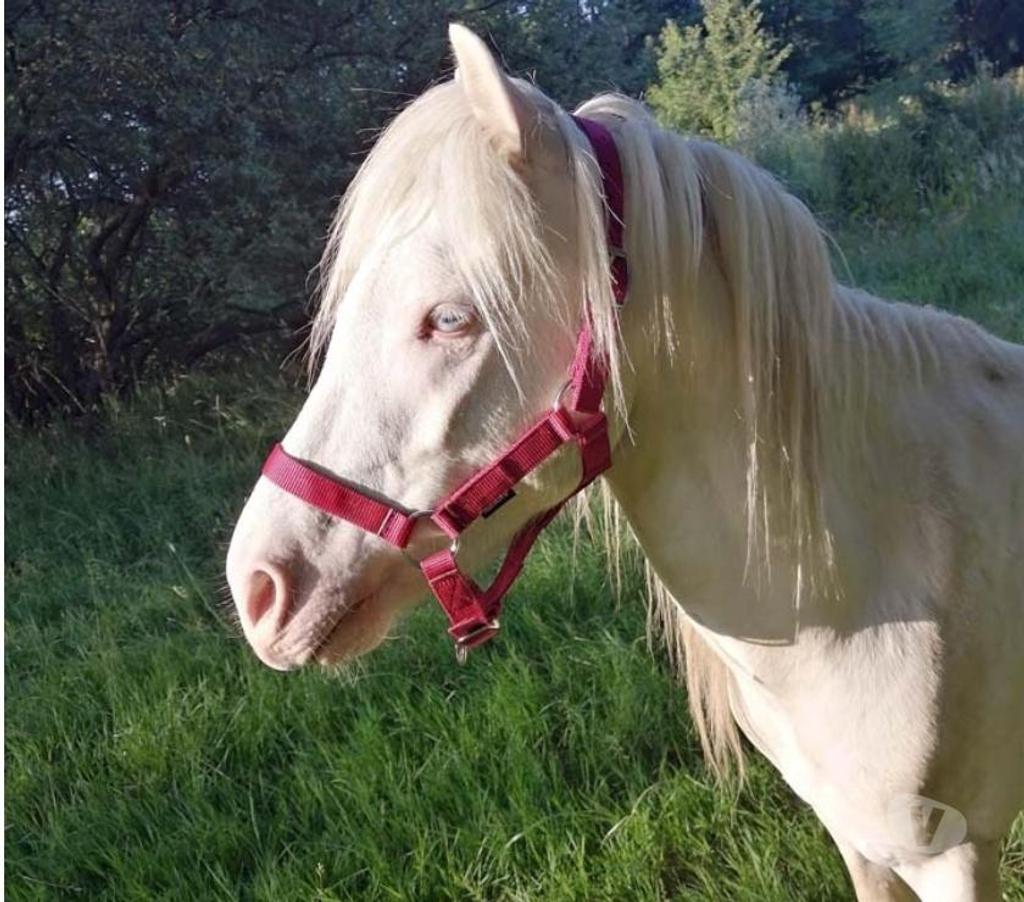 Vente Loire-Atlantique Heric - 44810 - Photos Vivastreet IDALGO, gentil poney ONC crème à adopter
