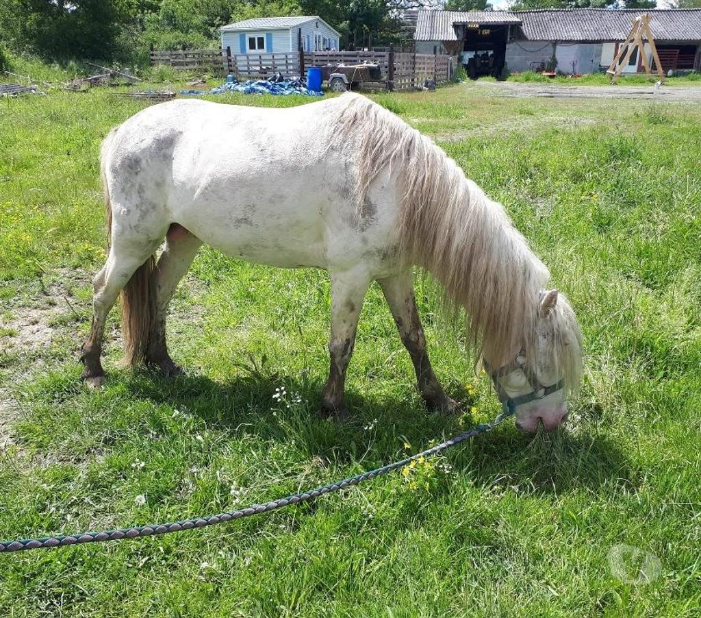 Vente Loire-Atlantique Heric - 44810 - Photos Vivastreet IDALGO, gentil poney ONC crème à adopter