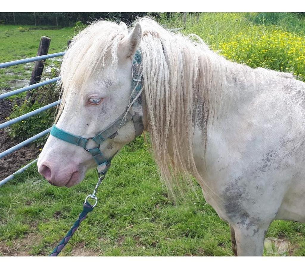 Vente Loire-Atlantique Heric - 44810 - Photos Vivastreet IDALGO, gentil poney ONC crème à adopter