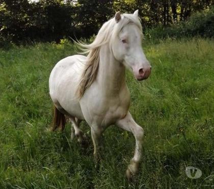 Vente animaux Heric Loire-Atlantique - Photos Vivastreet IDALGO, gentil poney ONC crème à adopter