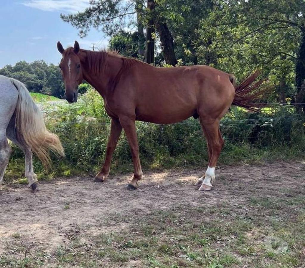 Vente Loire-Atlantique Guemene Penfao - Photos Vivastreet HIBIKI, superbe cheval Selle Français PP à adopter