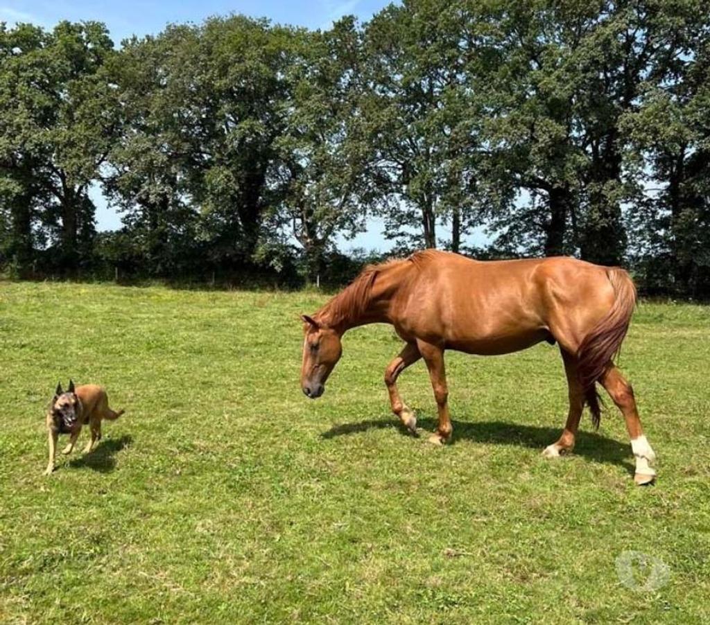 Vente Loire-Atlantique Guemene Penfao - Photos Vivastreet HIBIKI, superbe cheval Selle Français PP à adopter