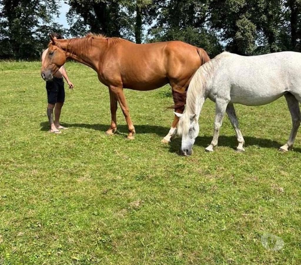 Vente Loire-Atlantique Guemene Penfao - Photos Vivastreet HIBIKI, superbe cheval Selle Français PP à adopter