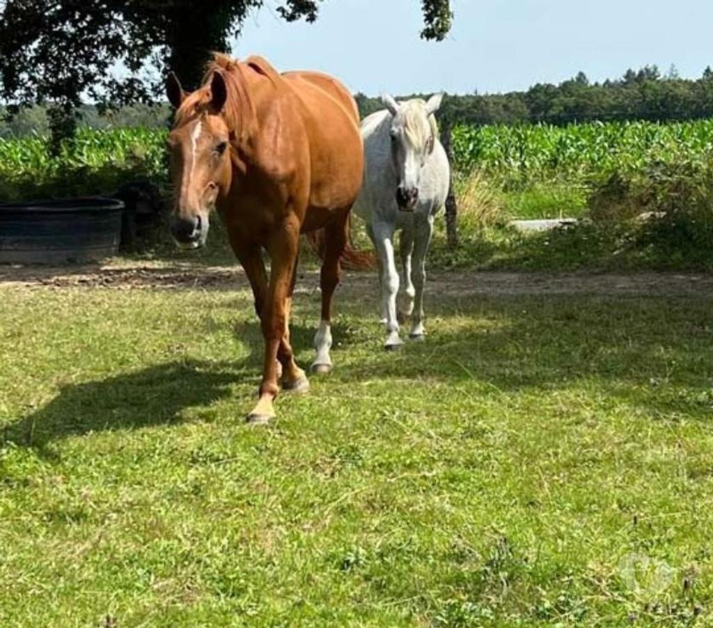 Vente Loire-Atlantique Guemene Penfao - Photos Vivastreet HIBIKI, superbe cheval Selle Français PP à adopter