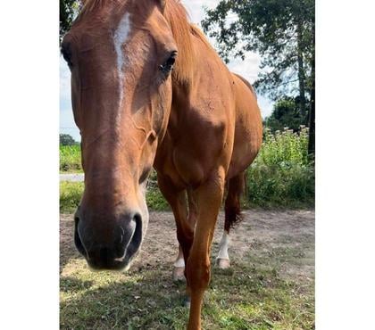 Vente animaux Guemene Penfao Guemene Penfao - Photos Vivastreet HIBIKI, superbe cheval Selle Français PP à adopter