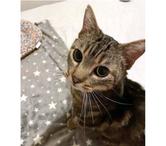 PUNCHY, magnifique chat tigré à adopter