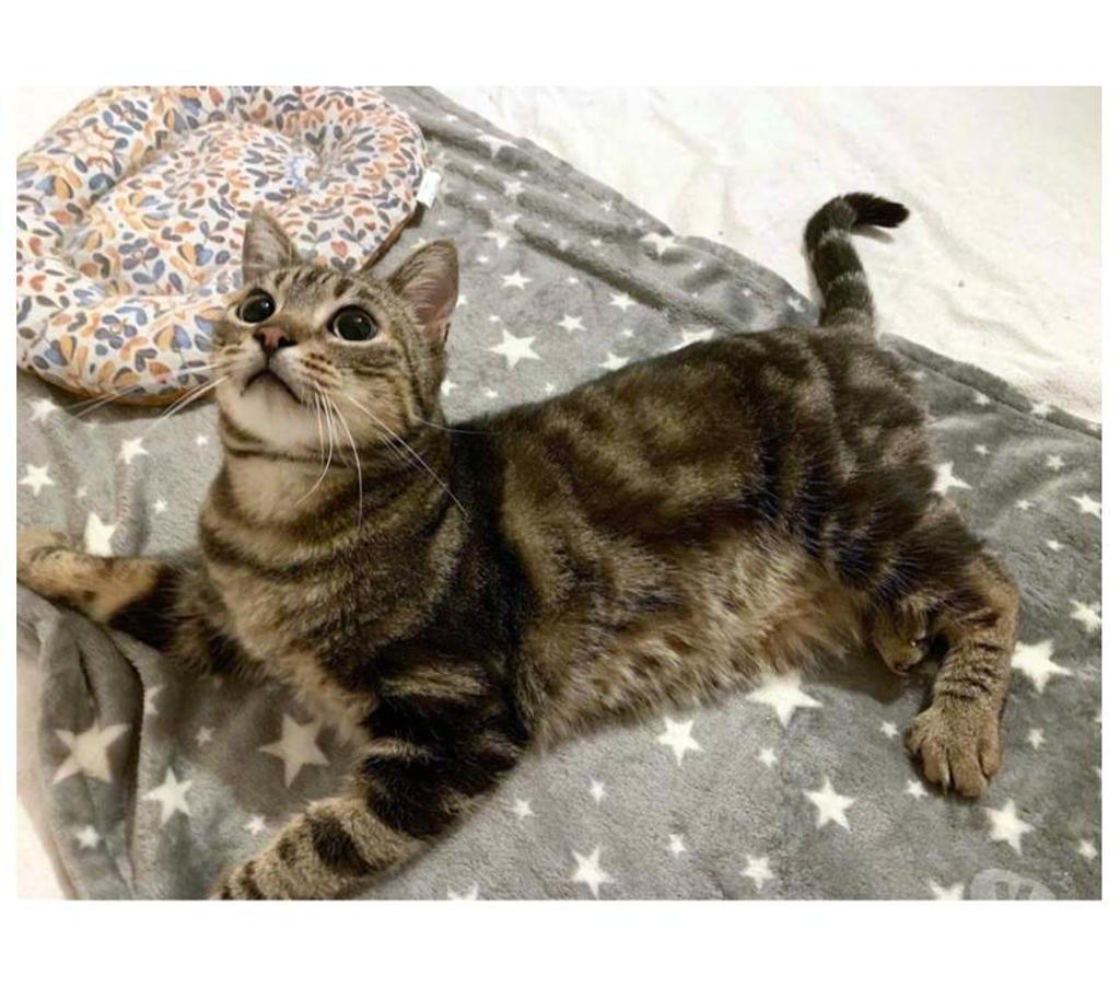 Vente Loire-Atlantique Reze - 44400 - Photos Vivastreet PUNCHY, magnifique chat tigré à adopter