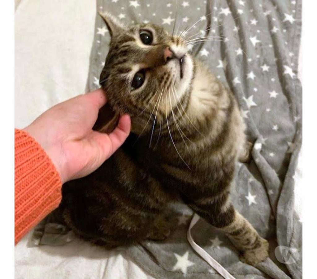 Vente Loire-Atlantique Reze - 44400 - Photos Vivastreet PUNCHY, magnifique chat tigré à adopter
