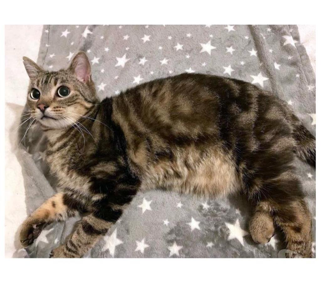 Vente Loire-Atlantique Reze - 44400 - Photos Vivastreet PUNCHY, magnifique chat tigré à adopter