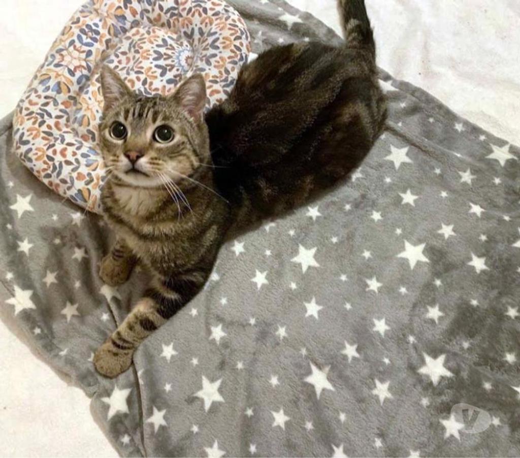 Vente Loire-Atlantique Reze - 44400 - Photos Vivastreet PUNCHY, magnifique chat tigré à adopter