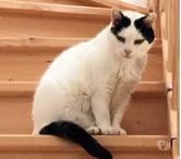 BLANCHETTE, superbe chatte noire et blanche