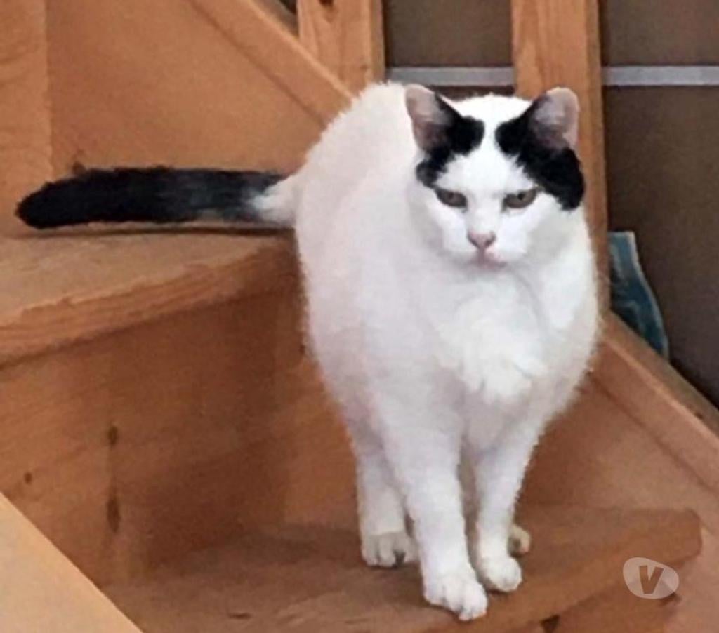 Vente Cher St Saturnin - 18370 - Photos Vivastreet BLANCHETTE, superbe chatte noire et blanche