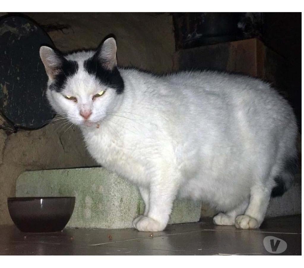 Vente Cher St Saturnin - 18370 - Photos Vivastreet BLANCHETTE, superbe chatte noire et blanche