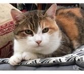 CAUSETTE, jolie chatte tricolore à adopter