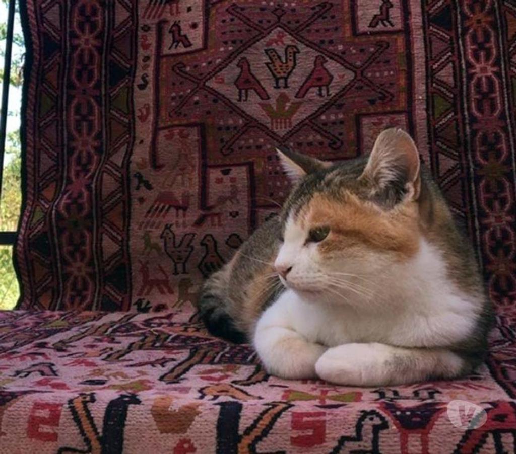 Vente Cher St Saturnin - 18370 - Photos Vivastreet CAUSETTE, jolie chatte tricolore à adopter