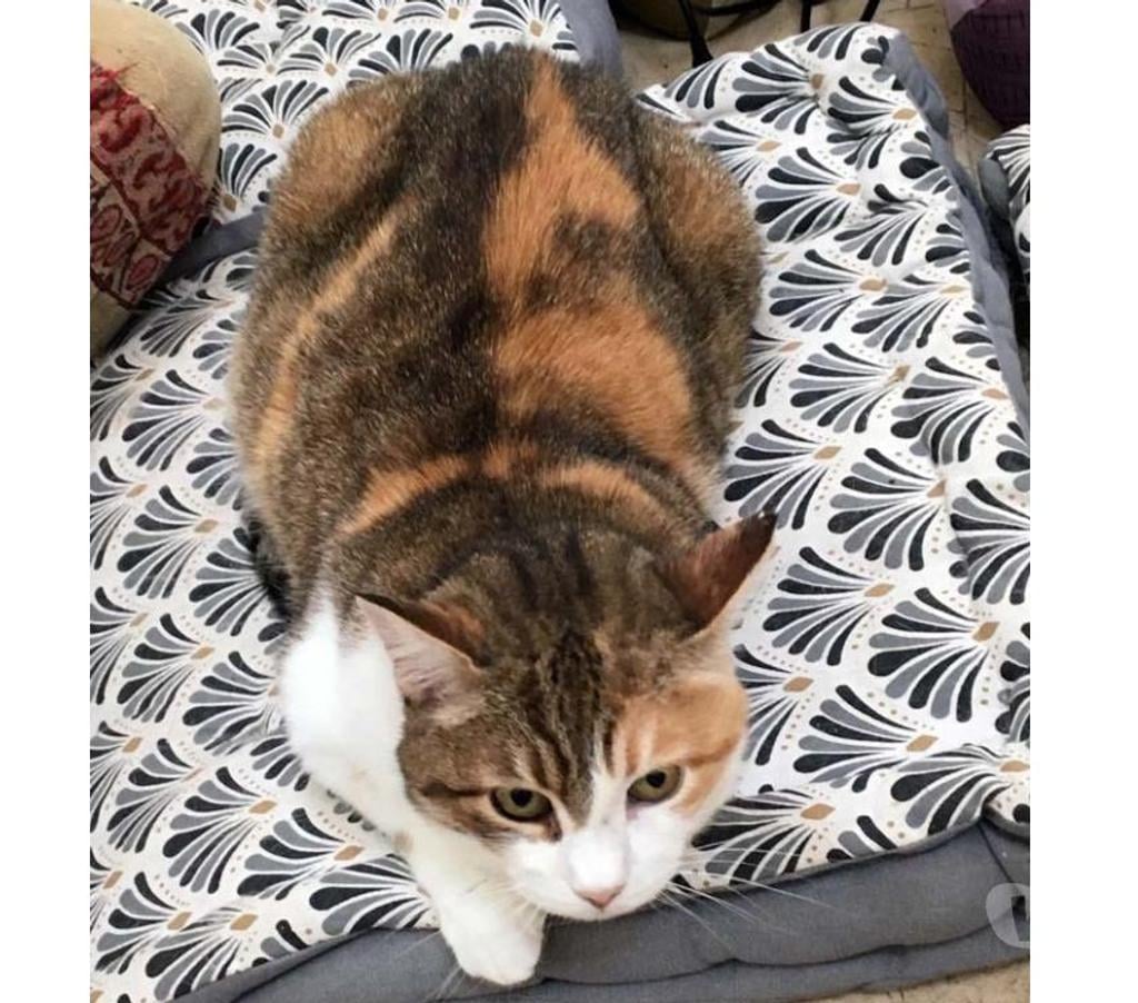 Vente Cher St Saturnin - 18370 - Photos Vivastreet CAUSETTE, jolie chatte tricolore à adopter