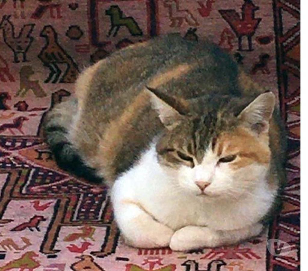 Vente Cher St Saturnin - 18370 - Photos Vivastreet CAUSETTE, jolie chatte tricolore à adopter