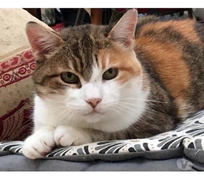 Vente animaux St Saturnin Cher - Photos Vivastreet CAUSETTE, jolie chatte tricolore à adopter