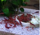 CREVETTES BLOODY MARY