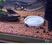 CREVETTES BLACK SAKURA