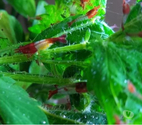 CREVETTES RILI RED