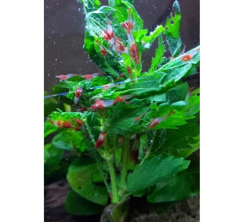 Vente Indre-et-Loire Athee sur Cher - 37270 - Photos Vivastreet CREVETTE RILI RED