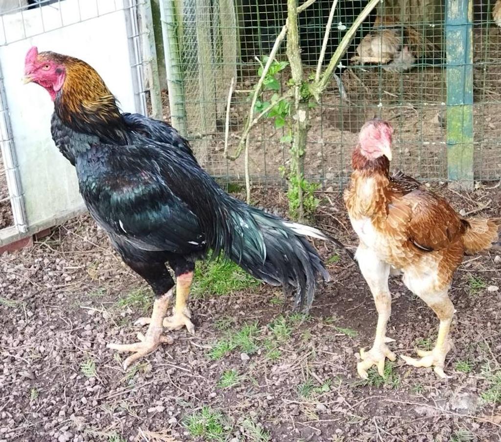 Vente Morbihan Serent - 56460 - Photos Vivastreet Oeufs fécondés grandes races